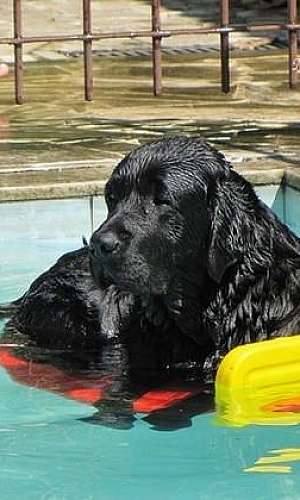Plataforma para escada de piscina para cachorro